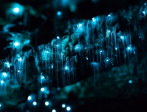 Glowworm header
